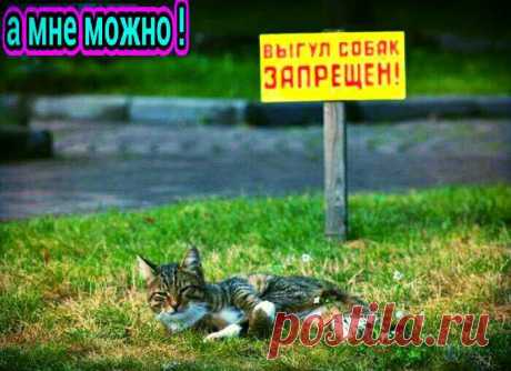 Полянка для белых