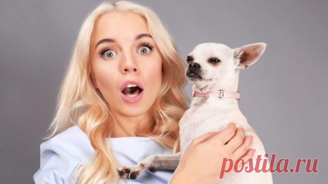 Как одна собачонка доказала мне, что внешность обманчива — Лап-Ушки.com — любимые животные