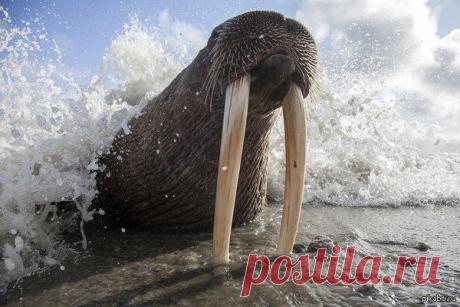 Чукотка. Морж. / Интересное в IT