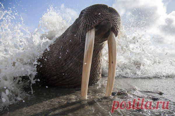 Чукотка. Морж. / Интересное в IT