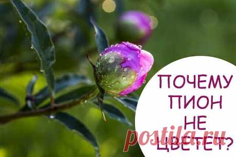 ПОЧЕМУ ПИОН НЕ ЦВЕТЕТ?    

Подписчицы в последнее время часто спрашивают: "Почему пионы на моей клумбе перестали цвести? Что произошло?" 
Пионы – украшение любого приусадебного участка, в теории. Но если растение постоянно цветет плохо или вообще не цветет уже много лет, пора бить тревогу.
Возможно, ему что-либо не нравится либо неопытный цветовод упускает какие-то важные нюансы выращивания. Давайте разбираться вместе.

  Пион растет "не в том" месте
Первой причиной отсут...
