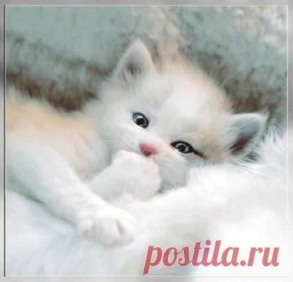 Одноклассники