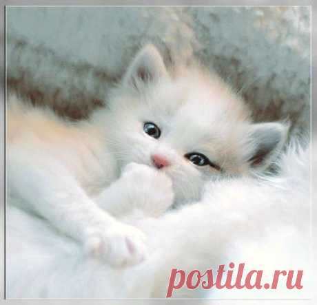 Одноклассники