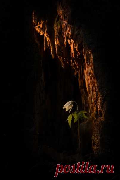 «Нестрашная сказка» Автор фото – Dar_Veter: nat-geo.ru/photo/user/21489/