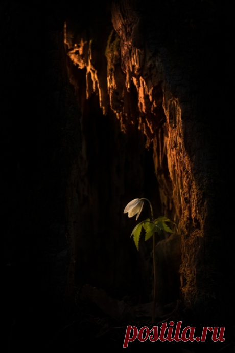 «Нестрашная сказка» Автор фото – Dar_Veter: nat-geo.ru/photo/user/21489/