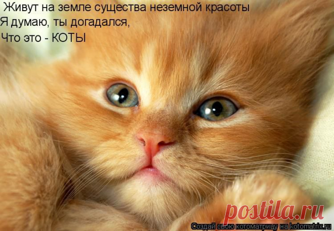 Котоматрица: Лучшие за декабрь 2008