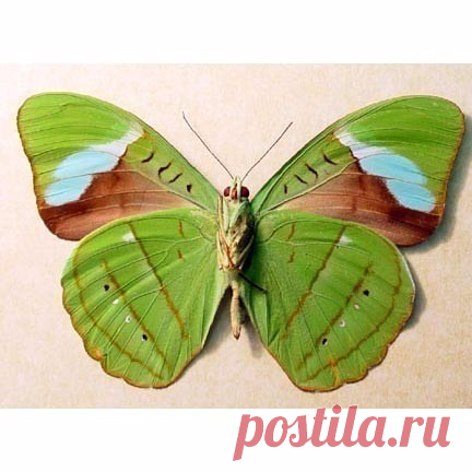 Подборка: Коллекция бабочек для творчества, батика, росписи
