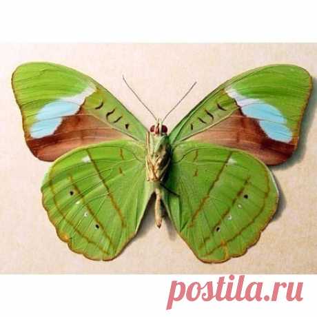 Подборка: Коллекция бабочек для творчества, батика, росписи