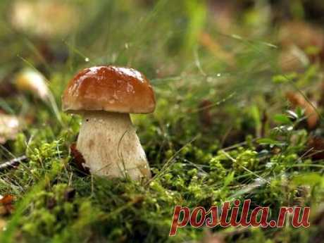 337 карточек в коллекции «Фото недели с 28 сентября по 4 октября» пользователя ЯндексКоллекции в Яндекс.Коллекциях