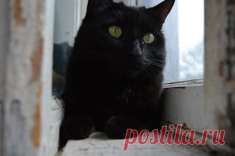 Наблюдатель)