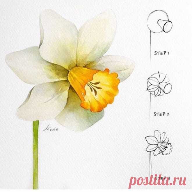 Рисуем нарциссы
