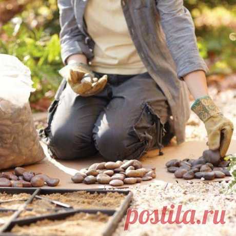 Клумбы из подручных материалов. Оформление клумбы. Фото