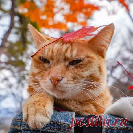 Дайкичи и Фуку-Чан — кошки, которые путешествуют вместе со своим хозяином