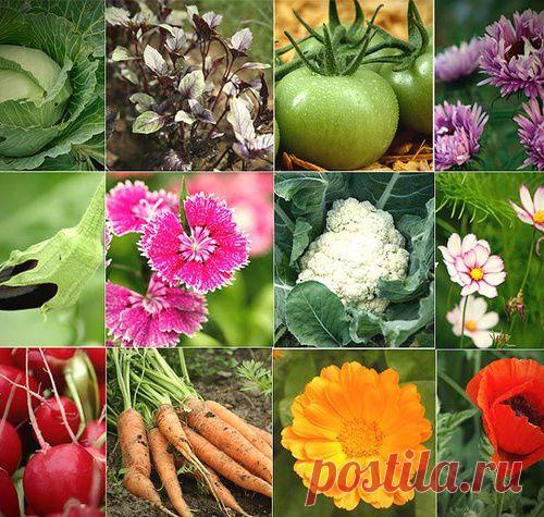 Лучшие предшественники овощей (что после чего сажать).