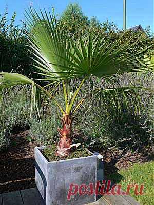 Вашингтония – Washingtonia описание и уход на FloralWorld.ru