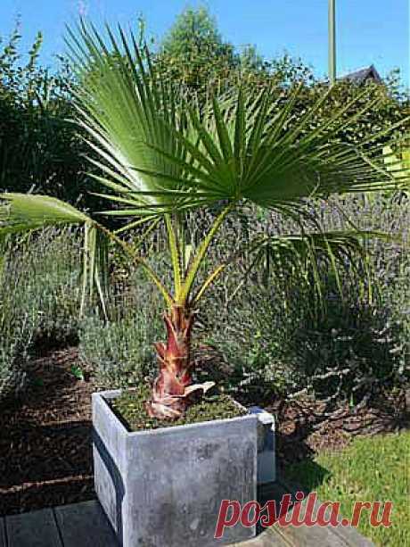 Вашингтония – Washingtonia описание и уход на FloralWorld.ru
