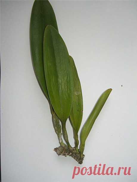 Cattleya без корней (фото урок)