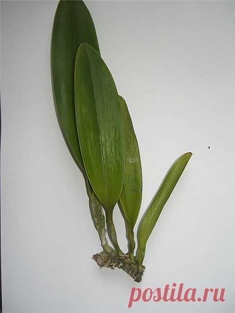 Cattleya без корней (фото урок)