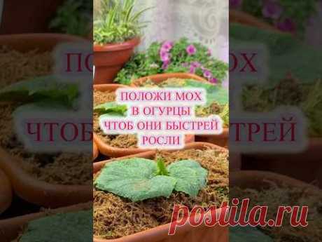ВЫРАСТИТЬ ОГУРЦЫ В КВАРТИРЕ НЕ СЛОЖНО😉