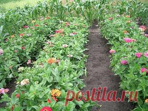 Циния - выращивание из семян на рассаду в домашних условиях и в открытый грунт