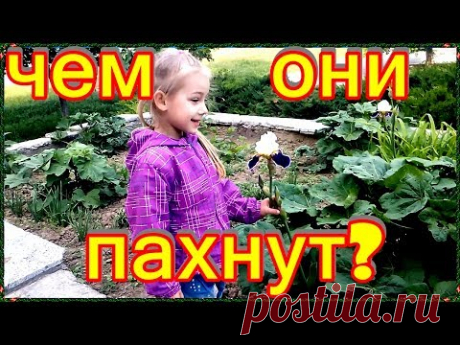 Цветущая акация. Сильно пахнущие цветы. Дуть на одуванчик.