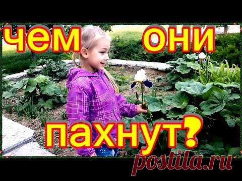 Цветущая акация. Сильно пахнущие цветы. Дуть на одуванчик.