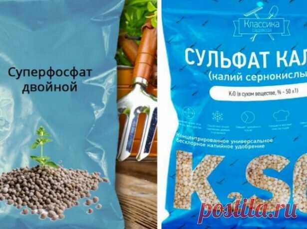 Чеснок перестраивается на наращивание корнеплода: четыре важных дела для крупных головок | Дачные записки | Яндекс Дзен