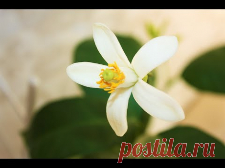 Как вырастить лимон в домашних условиях - цветение лимона. Часть1 - YouTube