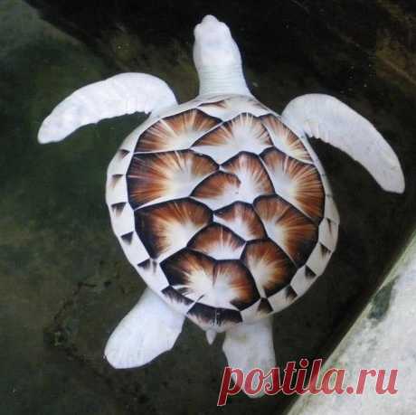 Удивительно выглядящие животные-альбиносы . Тут забавно !!!