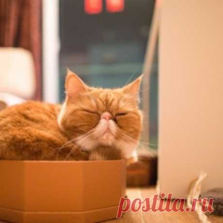 Котики! Или почему наши пушистые друзья так любят сидеть в коробках и пакетах? - МирТесен