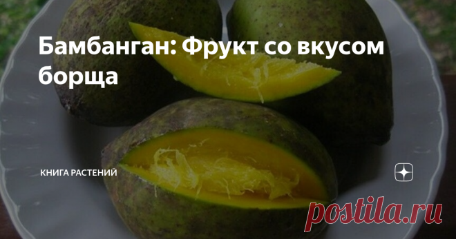 Бамбанган: Фрукт со вкусом борща Придя домой с работы или учебы, порой так отчаянно не хочется готовить! Плюхаешься ничком на диван и, прикрывая глаза, начинаешь мечтать о том, как бы было хорошо, если бы жареная курица росла прямо на дереве. Или же борщ. Настоящий, украинский, с чесночными пампушками, и чтобы еще с сальцем, мммм..

...а жители Борнео об этом не мечтают. Борща они за всю свою жизнь в глаза не видели, но именно он растёт у них на дереве. Вероятно, эволюция ...