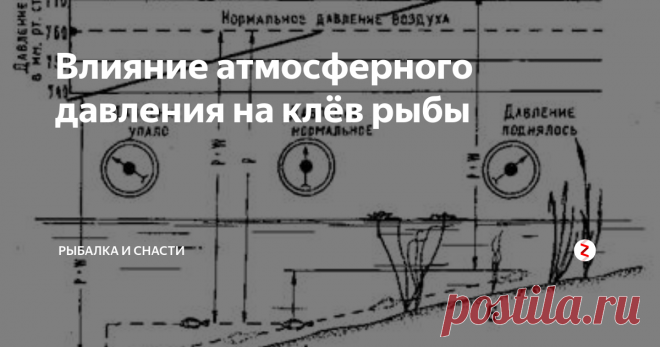 Влияние атмосферного давления на клёв рыбы Любой еще со школы знает, что в брюшной полости рыбы имеет место воздушный плавательный пузырь, заполненный воздухом (помимо кислорода в нем может присутствовать незначительное число азота и углекислоты). Наполнение плавательного пузыря воздухом для рыбы является очень трудоемким процессом. Нагнетание воздуха в пузырь обеспечивает железа, которую принято называть красным органом, но так как в рыбн