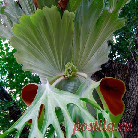 Комнатное растение Плейоспилос (Pleiospilos). Как и литопсы, плейоспилосы относятся к так называемым &quot;живым камням&quot;, произрастающим в Капской провинции на Юге Африки. Род включает в себя около 30 видов растений. Каждое растение имеет 1-2 или 3-4 пары мясистых листьев, между которыми раз в году появляется цветок. У плейоспилоса Болуса (Pleiospilos bolusii) листья красновато-коричневого цвета, с многочисленными прозрачными точками.