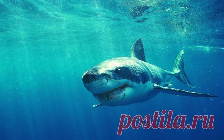 акула: 24 тыс изображений найдено в Яндекс.Картинках