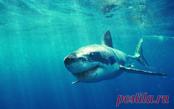 акула: 24 тыс изображений найдено в Яндекс.Картинках