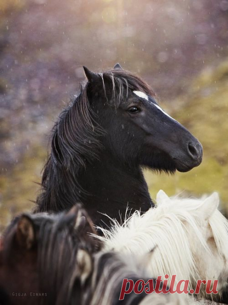 Буйная красота исландских лошадей. Фотограф Gigja Einarsdottir