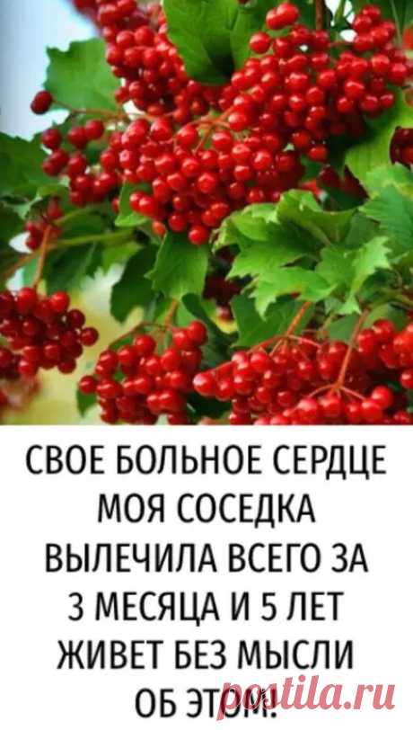 Свое Больное сердце моя соседка вылечила всего за 3 месяца и 5 лет живет без мысли об этом!