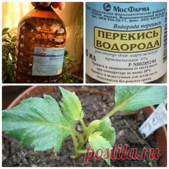Перекись водорода – незаменимое средство для лечения и подкормки растений 

Дезинфекция перекисью водорода применяется не менее часто, чем йодом. Но так ли много мы знаем об этом веществе? В чем его польза для человека и растений?


Перекись водорода (пероксид водорода) – б…