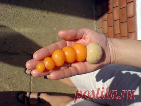 Интересные факты о курах и куриных яйцах - Good-Tips.Pro - Полезный журнал