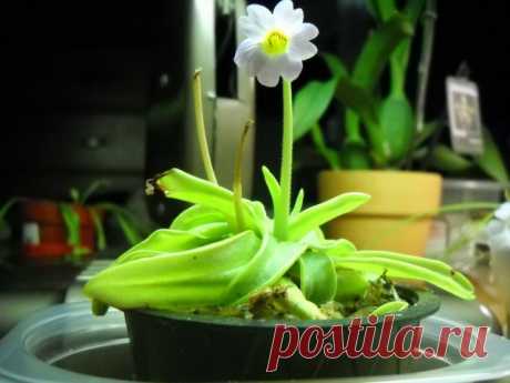 Жирянка (Pinguicula)