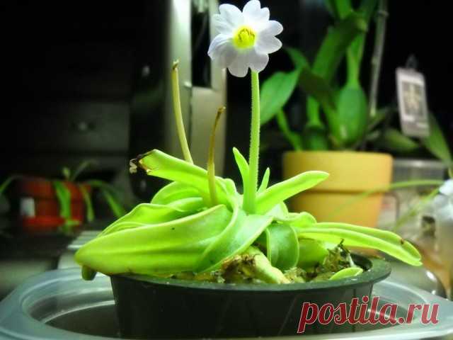 Жирянка (Pinguicula)
