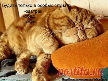 Любимчик