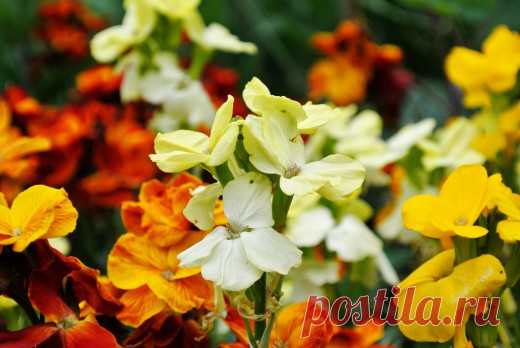 Пронзительная простота желтушников

Желтушники – одни из наиболее ярких весенних растений. Они кажутся скромными, но когда желтые окрасы цветков расцвечивают кустики яркими точками, от растения невозможно оторвать глаз. В способности расставлять цветовые акценты с желтушником тягаться тяжело.