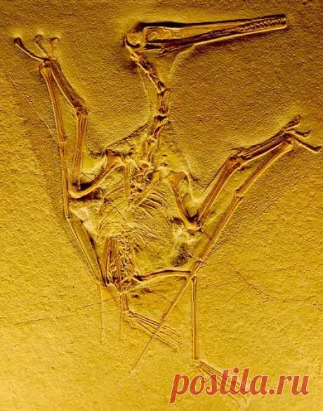 Marta Ramirez Parravicini приколол(а) это к доске Dinosaurian | Pinte…