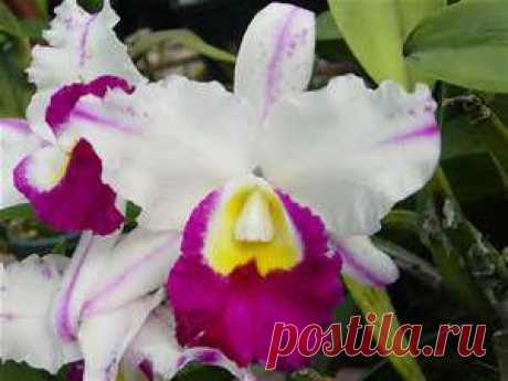 flores - Bing Изображения