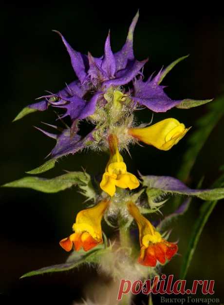 Для Вас! 🔥 ♥ фото 📷 #Виктор_Гончаров