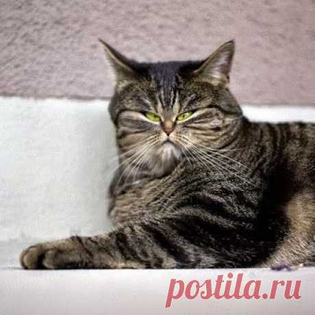 Среди котов монголы тоже были....﻿ | Уши, лапы, хвост