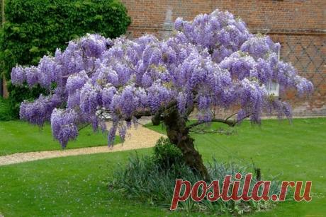 Глициния (Вистерия) китайская, посадка и уход | Выживи сам