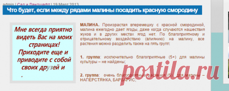 Что будет, если между рядами малины посадить красную смородину