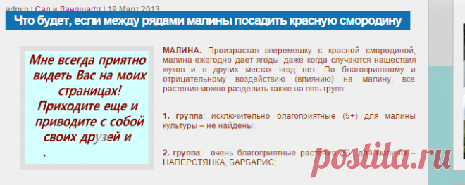 Что будет, если между рядами малины посадить красную смородину